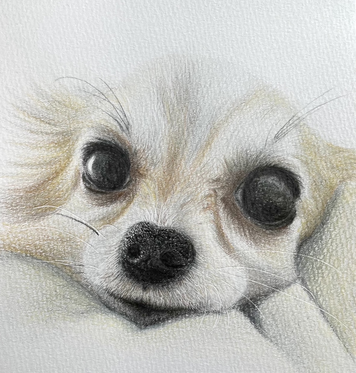 色鉛筆で動物、ペットの似顔絵お描きします 温かみのある世界に一つだけの絵をお届けします イメージ2
