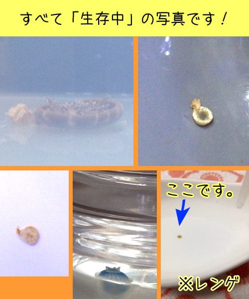 お写真からクラゲさんの死亡確認アドバイスします ※拍動（心臓）が止まっても、意外と生きています！ イメージ2