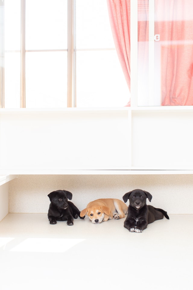 犬と一緒に楽しく暮らす工夫、アイデアをご提案します 掃除も世話も簡単にする工夫を図面やパースで作成します イメージ8