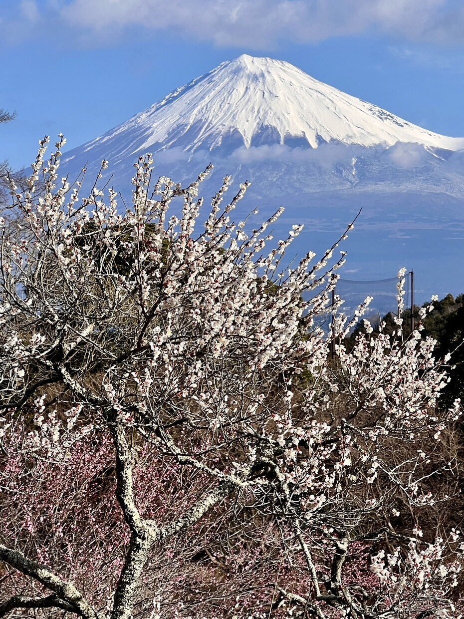 総合鑑定します 生年月日、姓名判断、運勢、ライフミッション　総合鑑定 イメージ1