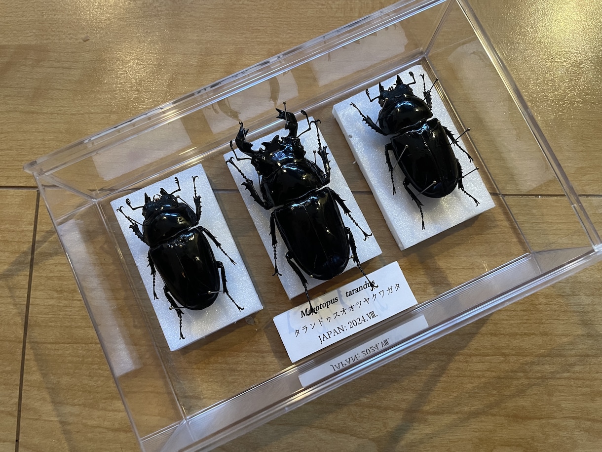 思い出の昆虫標本製作します 思い出の個体など形に残しませんか イメージ1