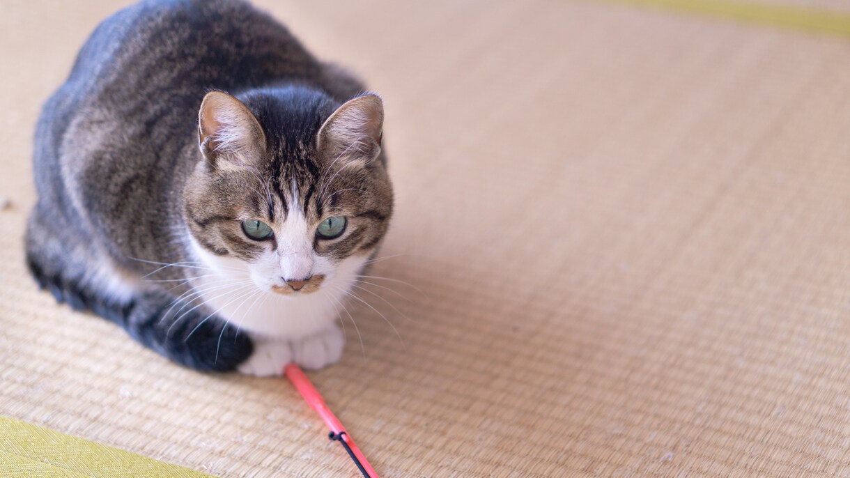猫ちゃんに関する相談にのります 猫を飼いたい！という方、猫がするしぐさへの疑問や相談など イメージ7