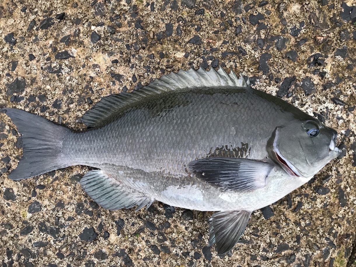 海釣り（船釣り以外）アドバイスします 海での餌釣りについてアドバイスします！ イメージ2