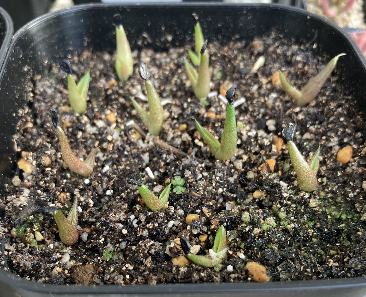 多肉植物に関するお悩み聞きます 実生、種子輸入◎50種以上と暮らす愛好家が相談乗ります イメージ2