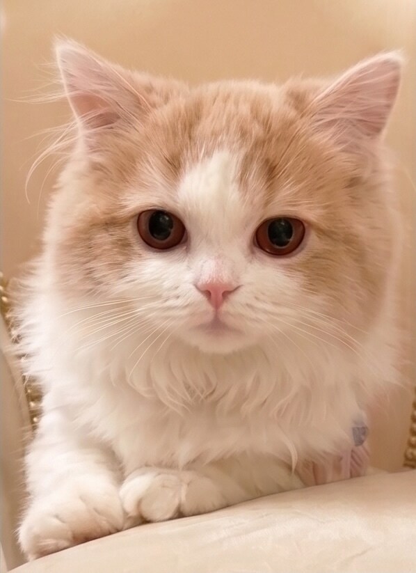 お写真から愛犬・愛猫のメモリアル人形作ります ずっと一緒にいたお子様を手のひらのかたちに残します イメージ2