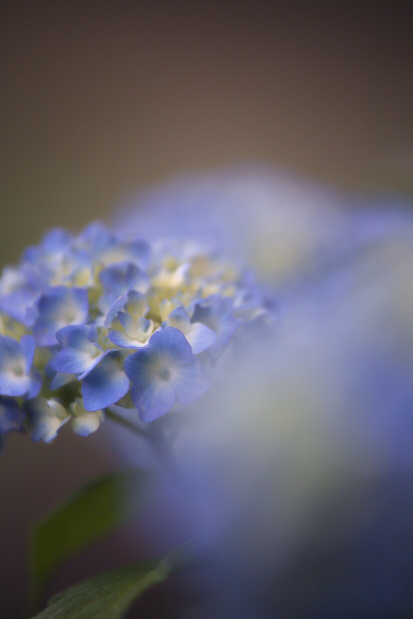 一眼レフで季節のお花を撮ります 季節に沿ったお花を一眼レフカメラで撮り提供します！ イメージ3