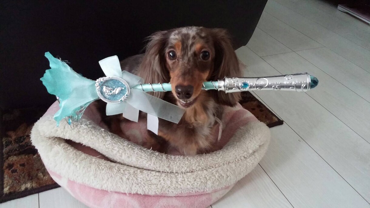 愛犬のしつけでお悩みでしたらアドバイスします 愛犬のしつけにお悩みではありませんか？ イメージ1