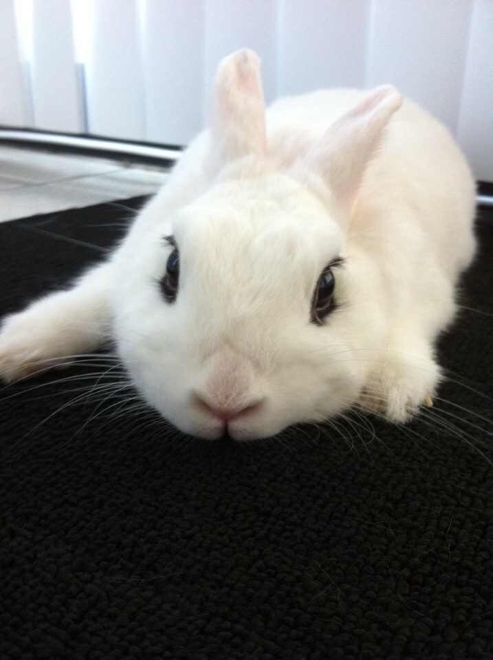 うさぎの可愛い動画はいかがでしょうか？ イメージ1