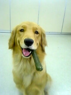 ☆最適な犬種☆プロドッグトレーナーが提案 イメージ1