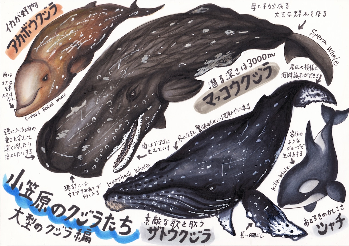 海洋生物のイラスト描きます 小さな魚から大きなクジラまで、種類色々お任せください！ イメージ3