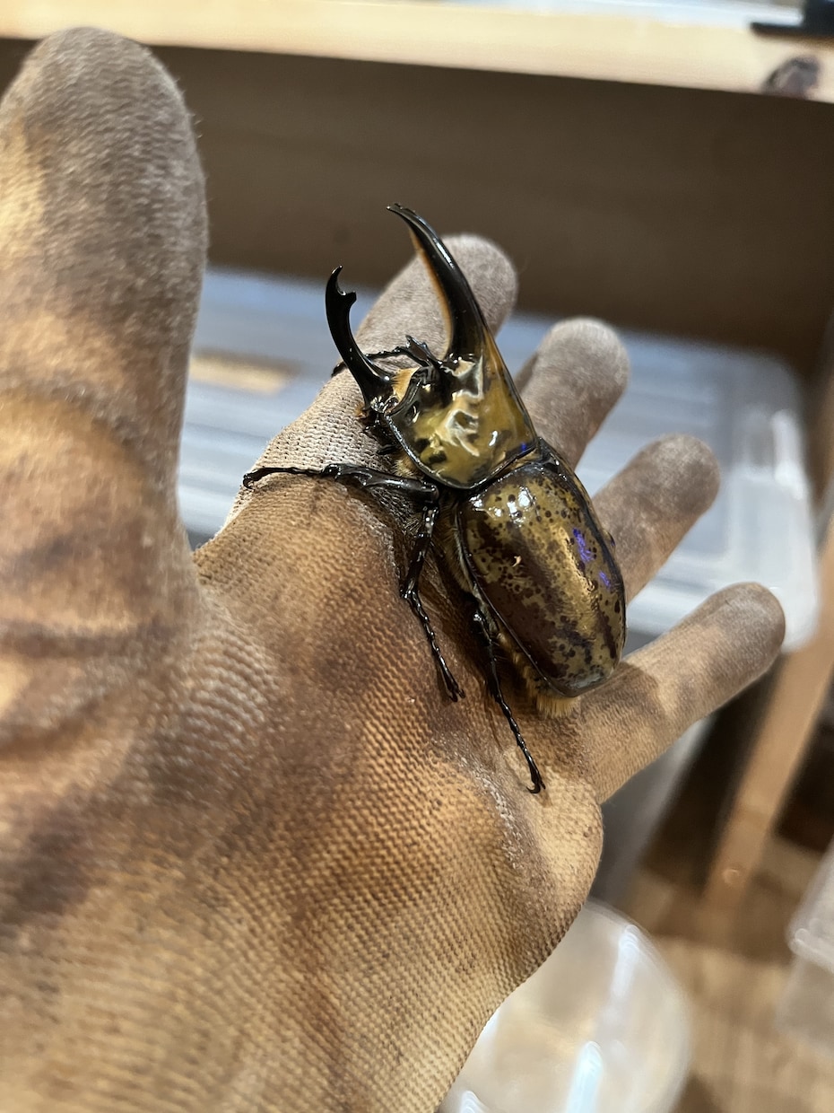 国内外のクワガタカブト虫の飼育、採集方法教えます クワガタカブトムシのことなら任せてください。 イメージ2