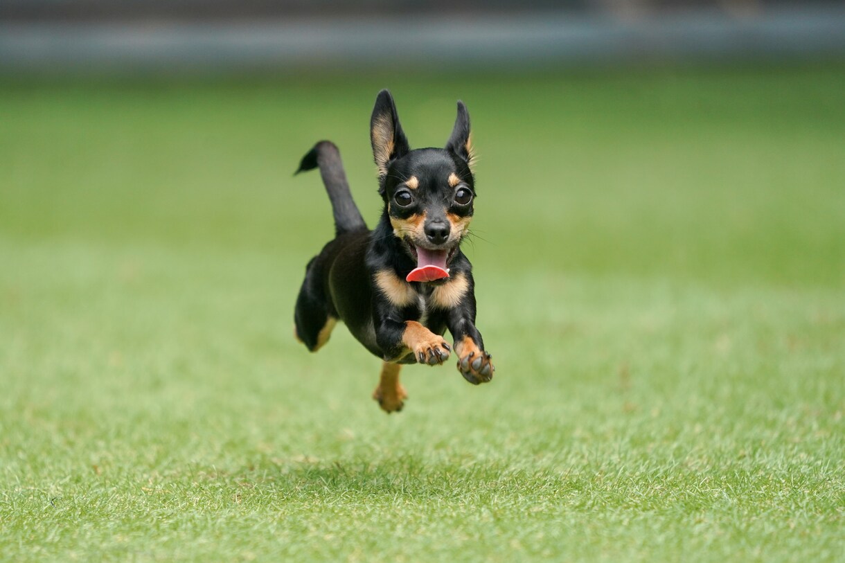 初心者歓迎♪愛犬写真のお悩みにプロがお答えします 愛犬カメラマン歴15年。設定や撮り方などアドバイスします！ イメージ5