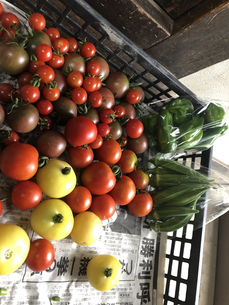 野菜作り、養鶏についての質問にお答えします 出来るだけ地球に優しく持続可能な生活を目指すには？ イメージ3
