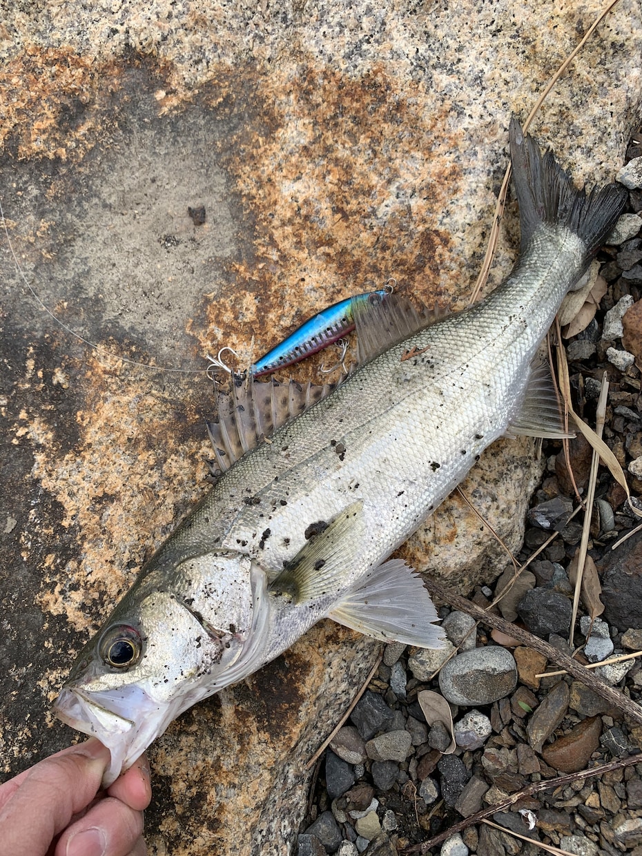 和歌山県で海釣りポイント教えます 海釣りで釣れるポイント釣れる魚教えます イメージ2
