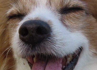 犬猫のお悩みやトレーニングの相談受け付けます プロの動物業界人2人組が犬猫のお悩みにアドバイスいたします。 イメージ1