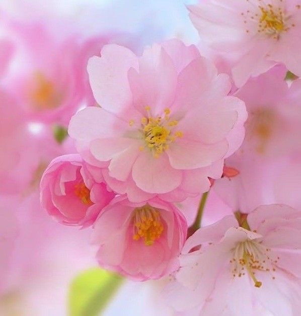 神様・女神様とのご縁をお繋ぎ（伝授）いたします 神様・女神様とのご縁を深めて‥サポートしていただきましょう。 イメージ2