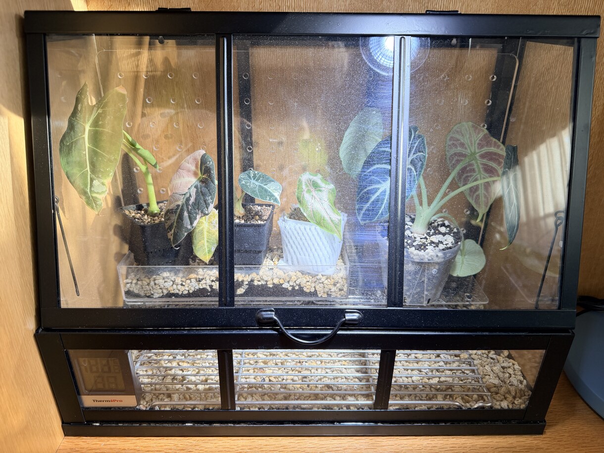 観葉植物が元気ない原因を写真から一緒に整理します 現在の管理状況を整理し、原因と改善案をお伝えします。 イメージ2