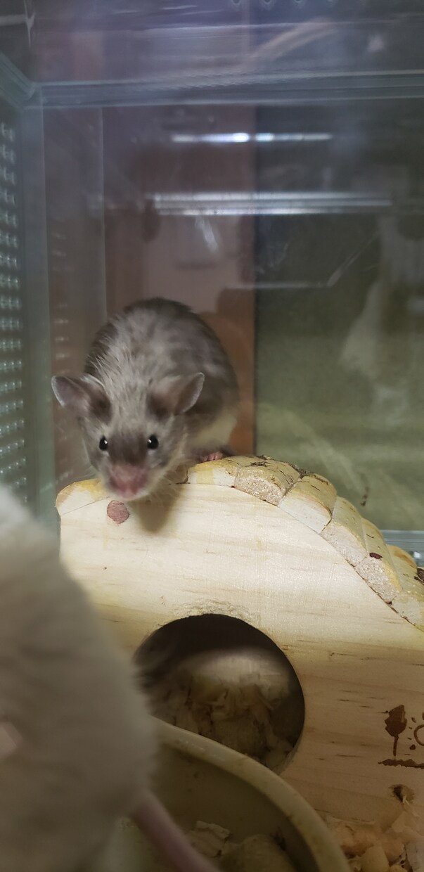 小動物に関するお悩み相談お受けします 飼い方、選び方などなどなんでもお問い合わせください！ イメージ6