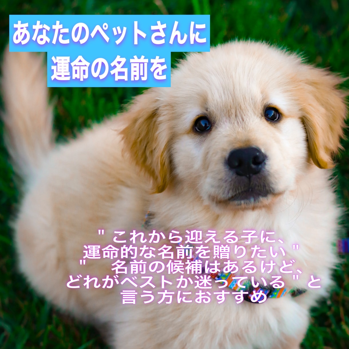 あなたのペットさんに運命の名前を提案します 音・波動・ご縁から導く名づけを イメージ1