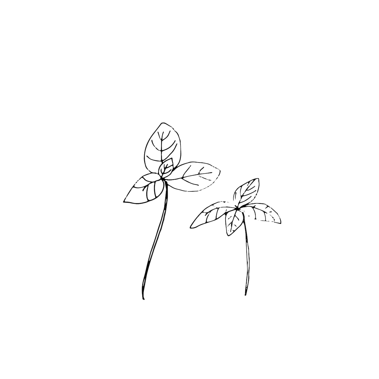 植物線画イラスト描きます 抜け感のあるリアルな植物の線画を描きます！ イメージ7