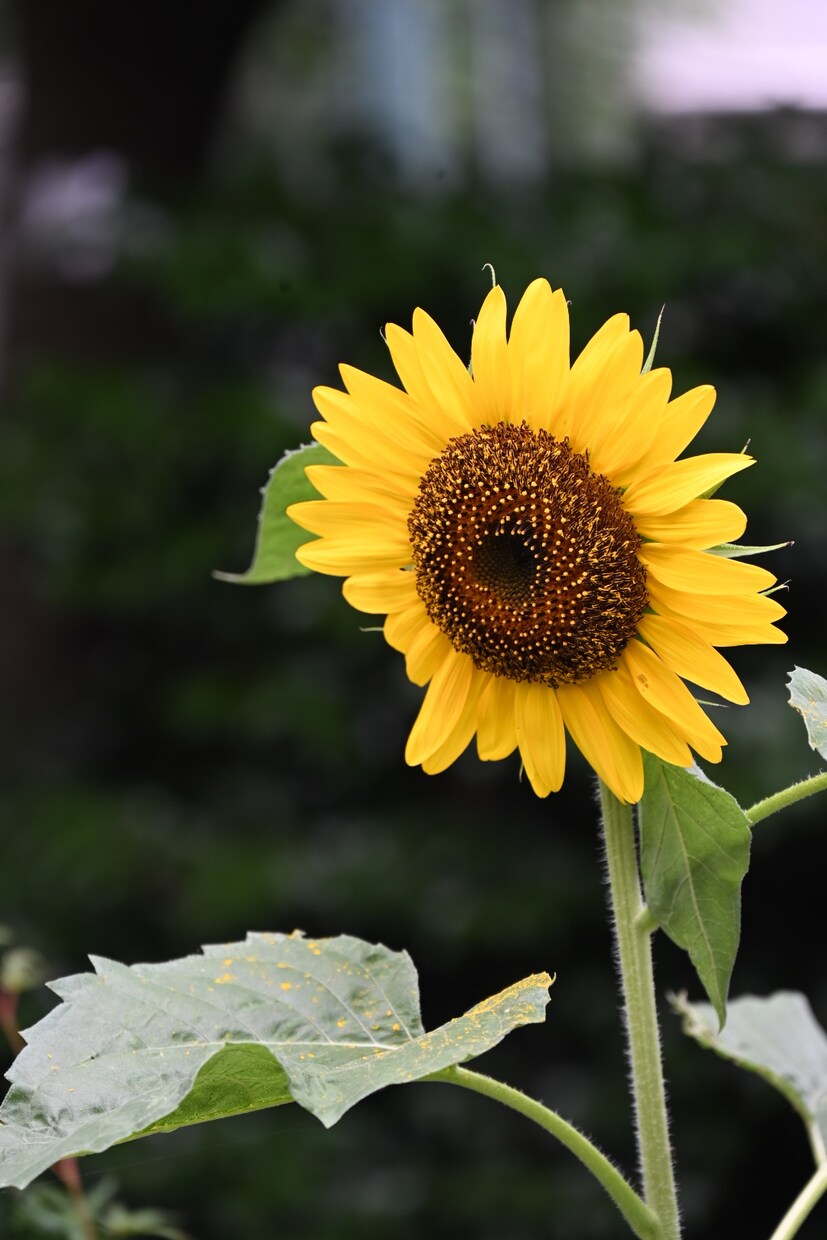 四季折々の写真を提供します 季節を感じられる花々はお好きでしょうか？ イメージ3