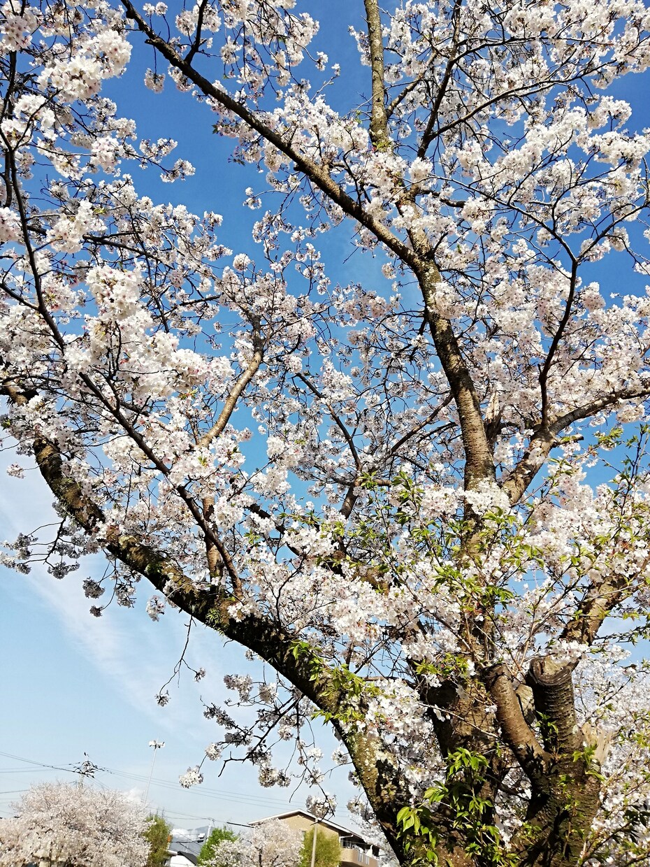 心身の不調をカウンセリングとサプリメントで治します あなたのいろいろな心身の不調を聴き、改善方法をご指導します イメージ9