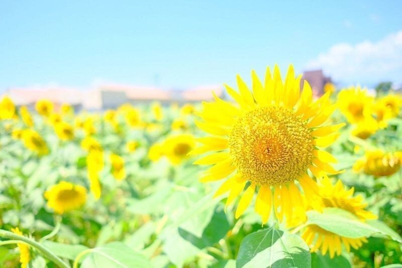 悩みのある方のカウンセリングをします 病院に行こうか迷っている人に簡単なカウンセリングを行います。 イメージ1