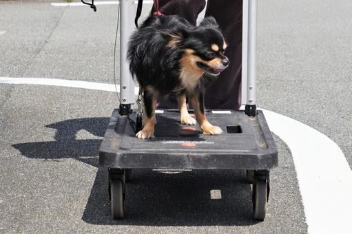 ペットタクシーの届出代行します 【貨物軽自動車運送事業届出を代行】 イメージ5