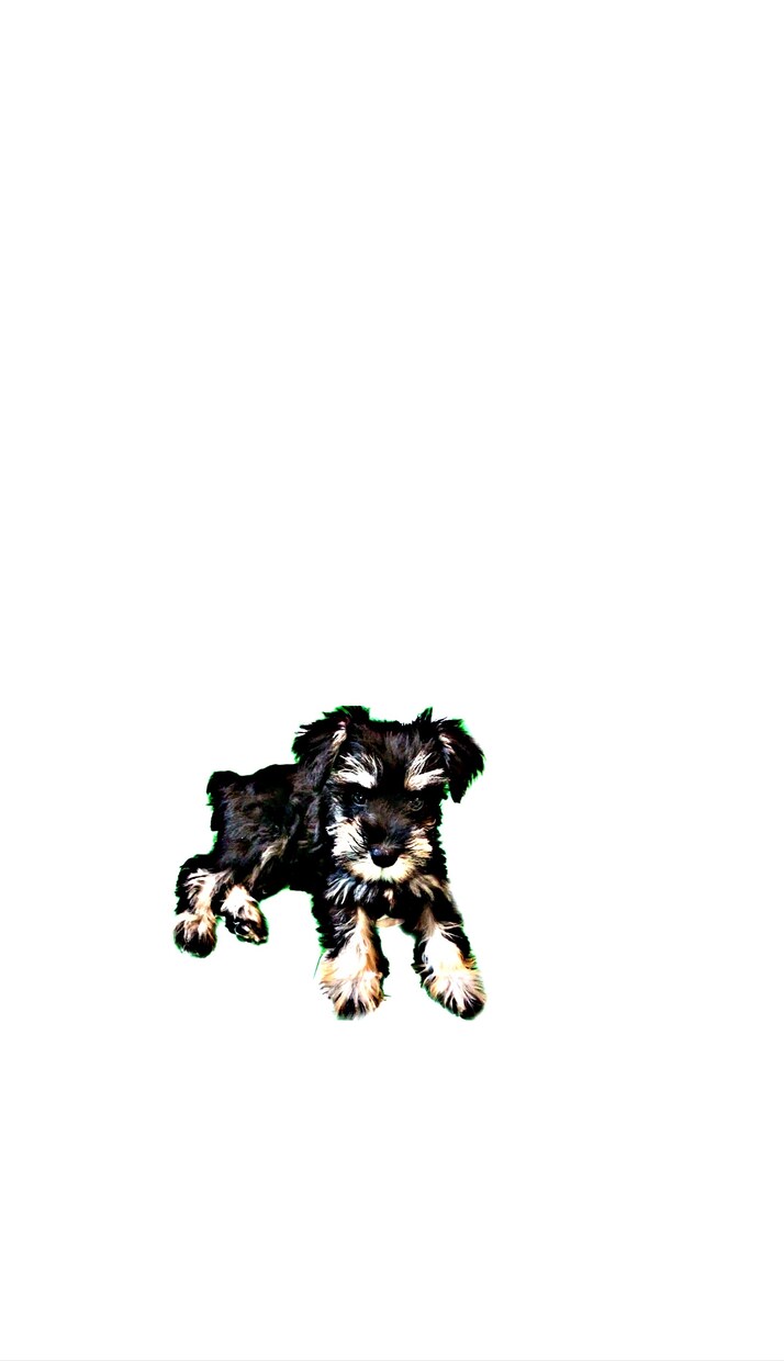 愛犬の写真を切り抜きイラスト風にます シンプルで使いやすい物なのでアイコン、壁紙等に是非！ イメージ5