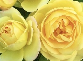 奇跡を体験した私が人生相談うかがいます お好きな時に3日間♡深夜・休日・日中OK イメージ1