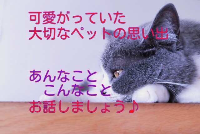 猫ペットロス～大切な思い出話、お聴きします ペットロス・猫・楽しかった思い出、悲しい気持ち話しませんか？ イメージ4