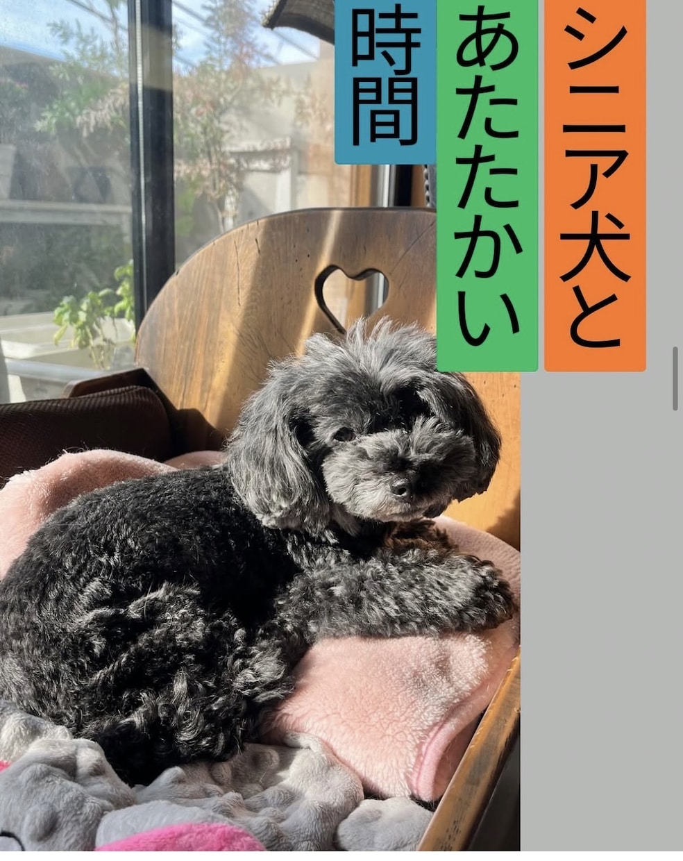 シニア犬、シニア猫ちゃんケアのご相談をお受けします シニア期特有の体調や行動の変化、日々の生活の工夫など イメージ1