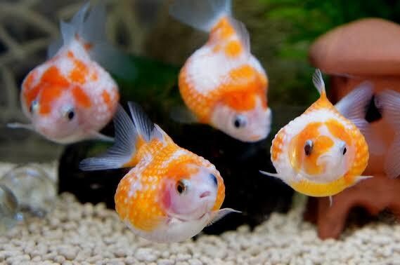 金魚、メダカ、熱帯魚、海水魚の飼育診断します 小型魚から大型魚、肉食魚まで、何でも飼育診断致します！ イメージ1