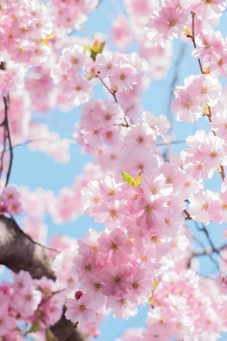 あなたの今の気持ちをすべて受け止めます 辛い、寂しい、悲しい、嬉しい気持ちなどすべて話してください♪ イメージ5