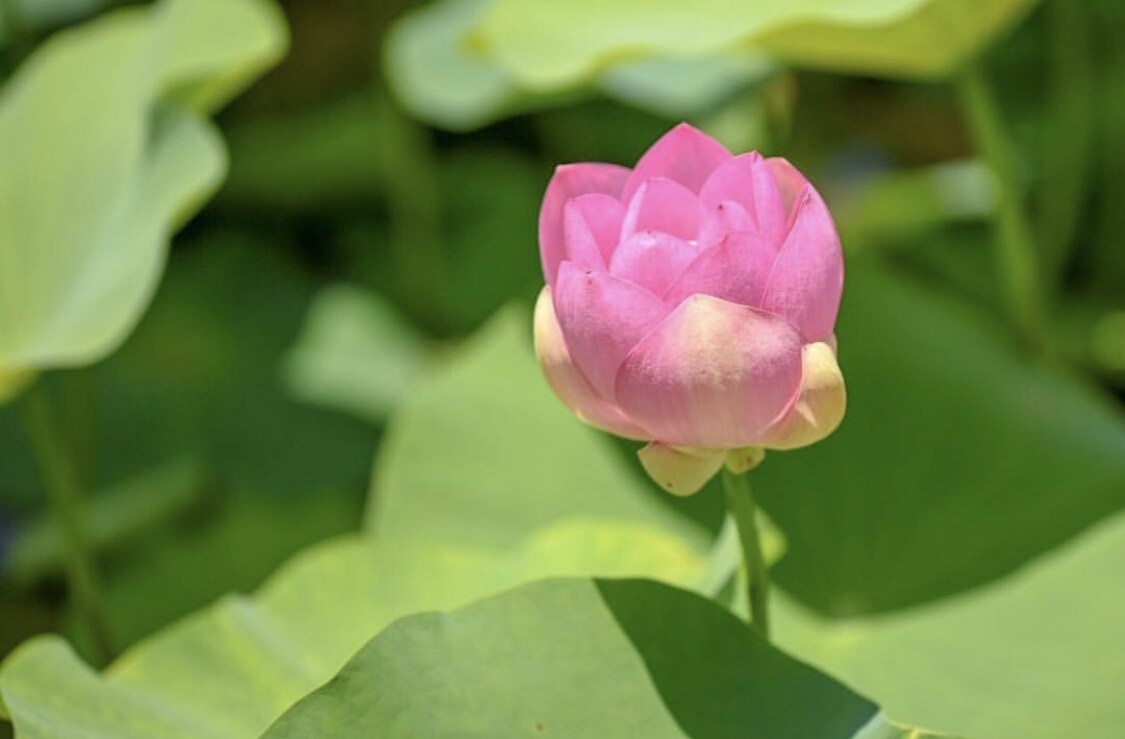 一枚250円であなたが求める写真、提供します 風景写真、鳥、などなど欲しい方リクエストにも応じます！ イメージ2