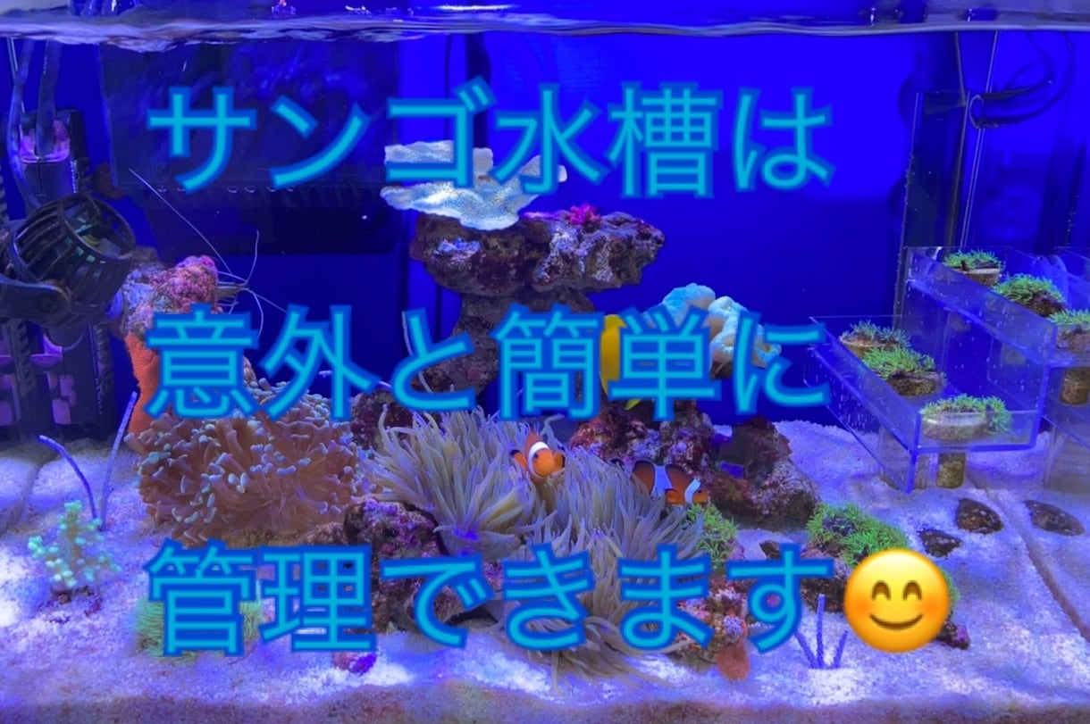 アクアリウムのトラブル一緒に解決します 魚がすぐ亡くなっちゃう！　水草が育たない！　苔だらけになる！ イメージ4