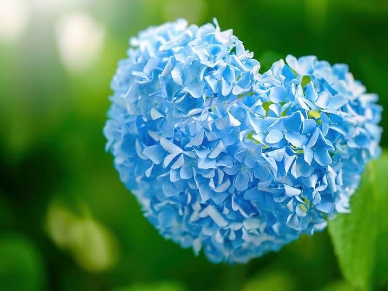 自己理解を占います 四柱推命、九星学どちらも使って自己理解へと繋がる占いです。 イメージ1