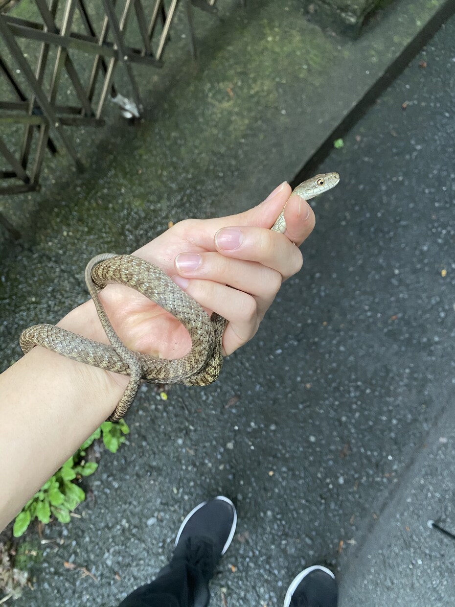 カブトムシ・クワガタの採取のポイントお教えます 採取時のポイントや方法をお教えします。 イメージ2