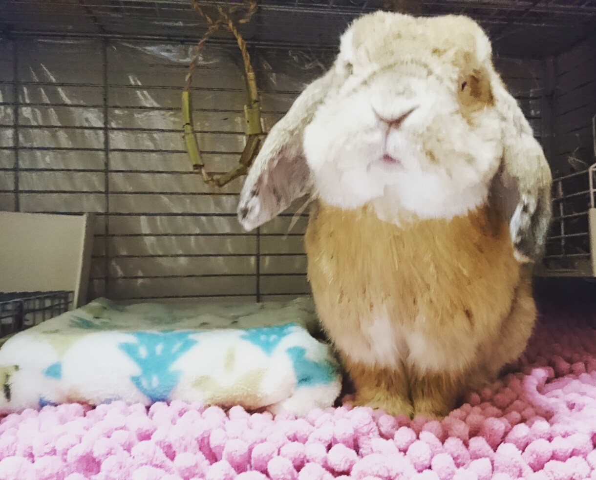 うさぎの動物看護師が飼育相談受けます 元・専門病院動物看護師におまかせ！ イメージ1
