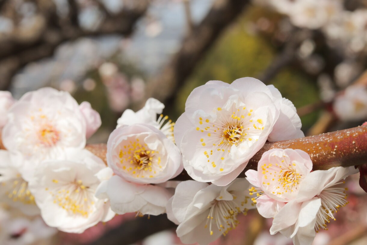 撮影代行で写真撮ってきます 福岡、熊本、佐賀近辺で撮影行ってきます★ イメージ5