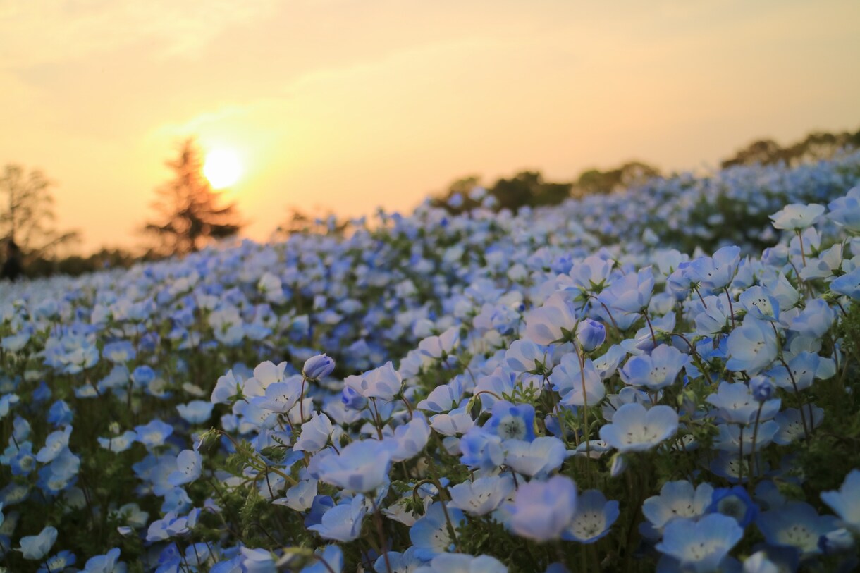 あなたが撮影した写真、動画をより輝かせます 他の人より映えさせたいけど、一から編集は大変というあなたへ！ イメージ5