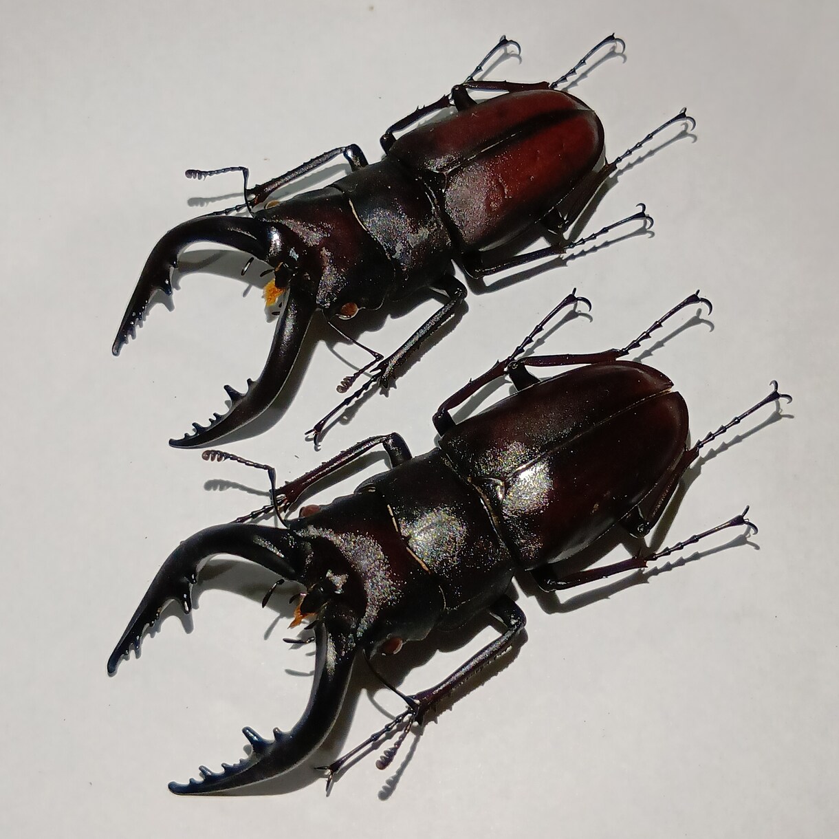 昆虫標本の作成を代行します 屋号名: BOOM INSECT イメージ1