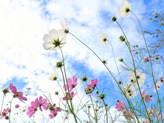 数秘術であなたの性格を占います 生年月日から導かれるあなたの性格、トリセツをズバリ占います！ イメージ1