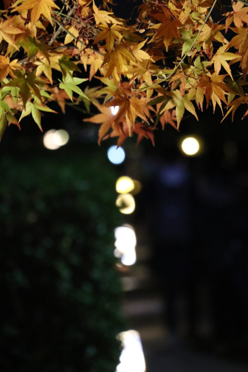 関東エリア内で写真撮影代行します 思い出に残る写真を撮影します。 イメージ6