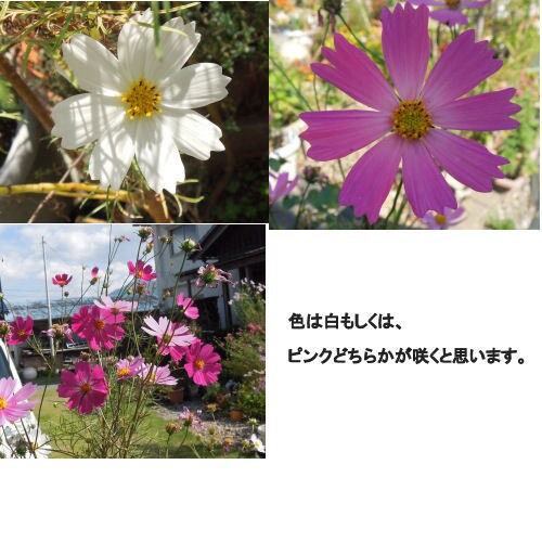 花の種　いろいろ　選べます 自家栽培の種ですが、いろいろあります。 イメージ5