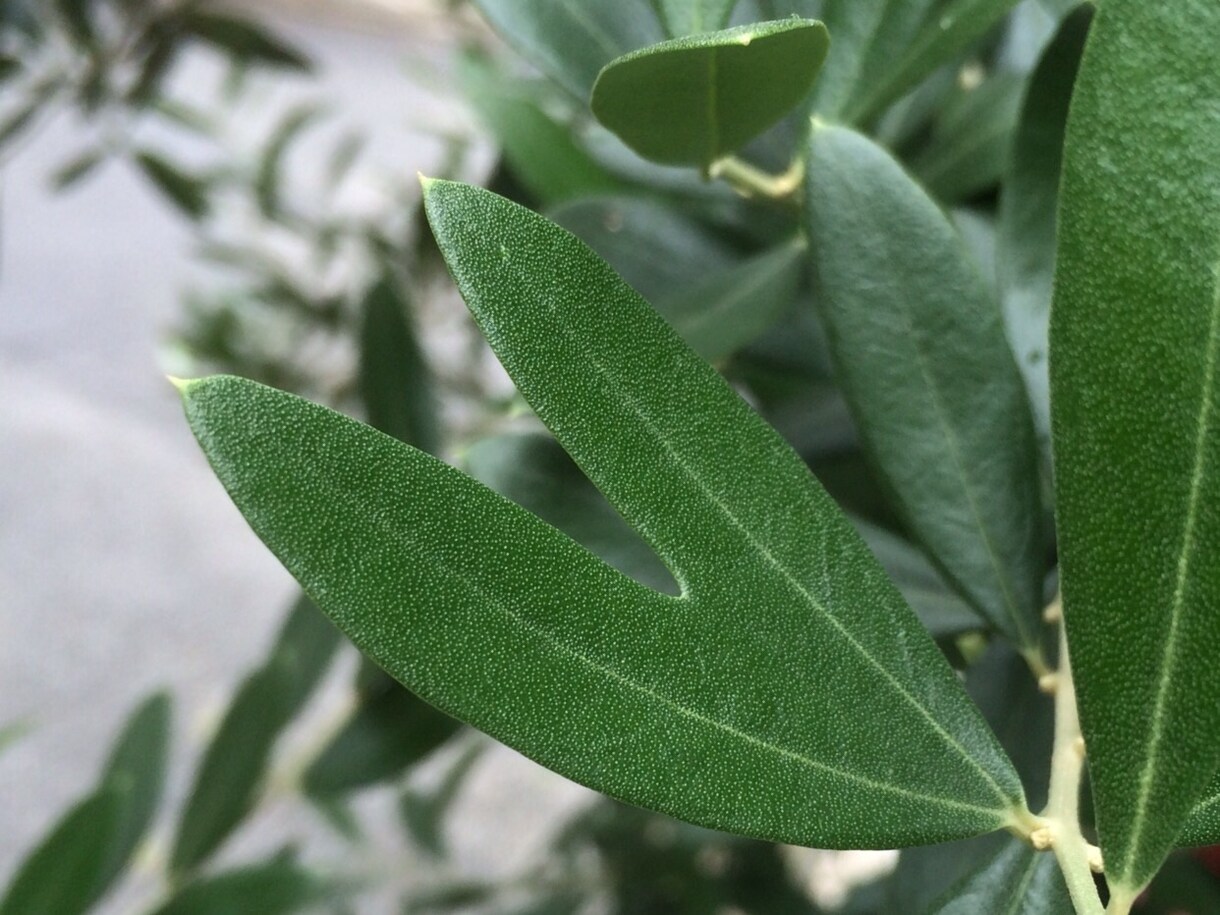 植物の癒しの力をタロットリーディングに添えてお届けします イメージ1