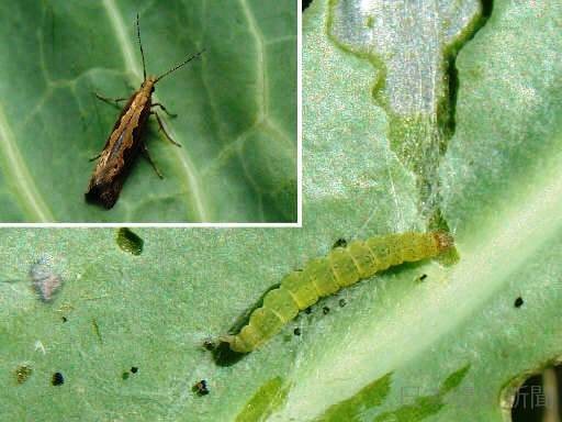 畑につく虫などから農薬を選択します 殺虫 殺菌剤を適用内から選択致します イメージ5