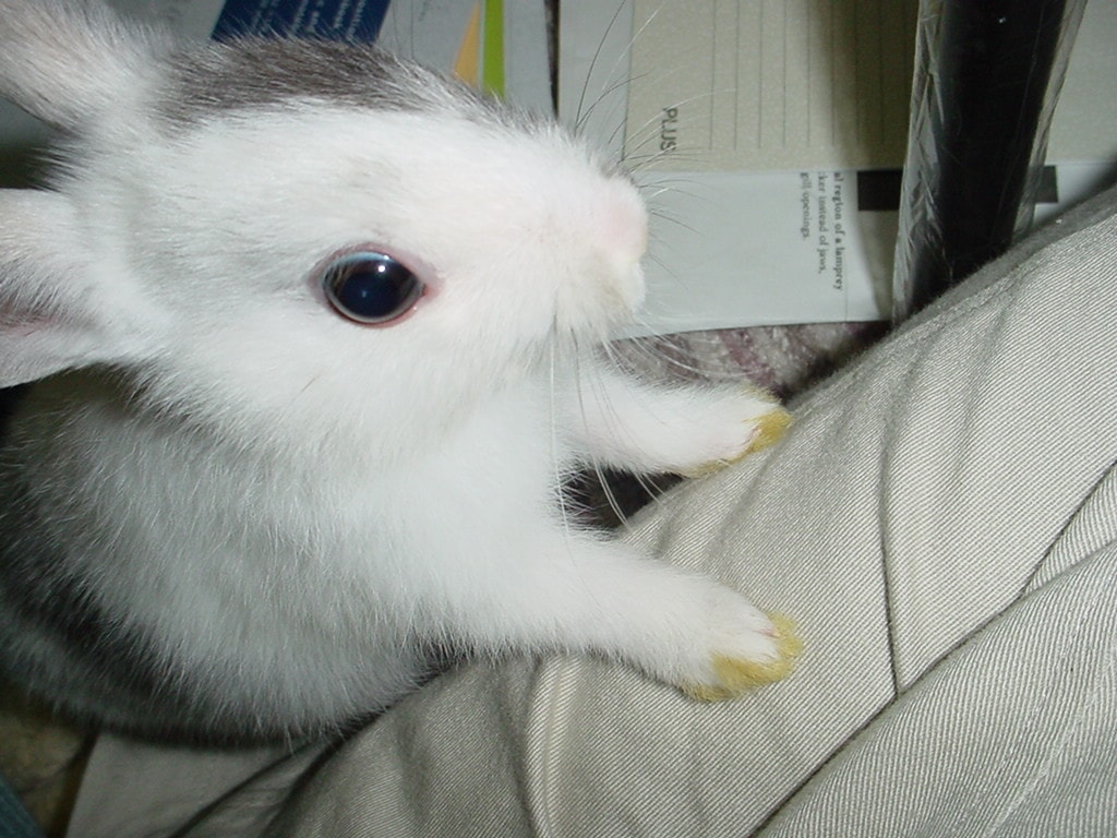 あなたのお家に総額1万円でウサギ☆導入サポート！ イメージ2