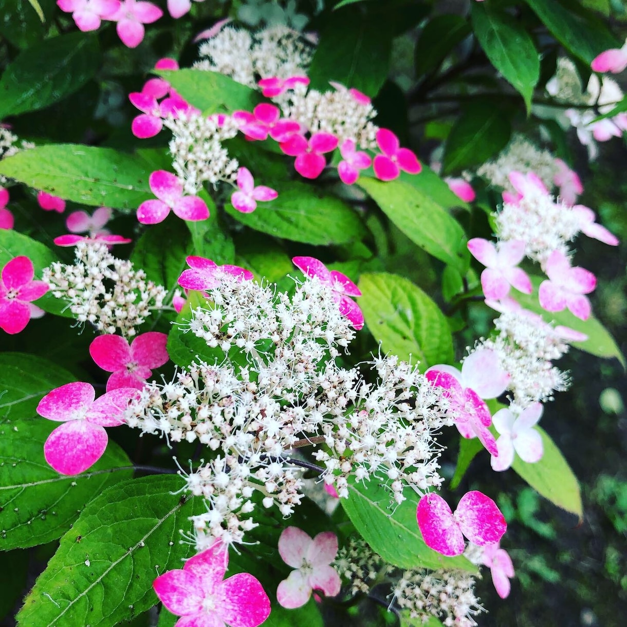 あなたの人生を総合的に占います ☆生まれ持つ使命★運気の上げ方★運気の良い時期★ イメージ1