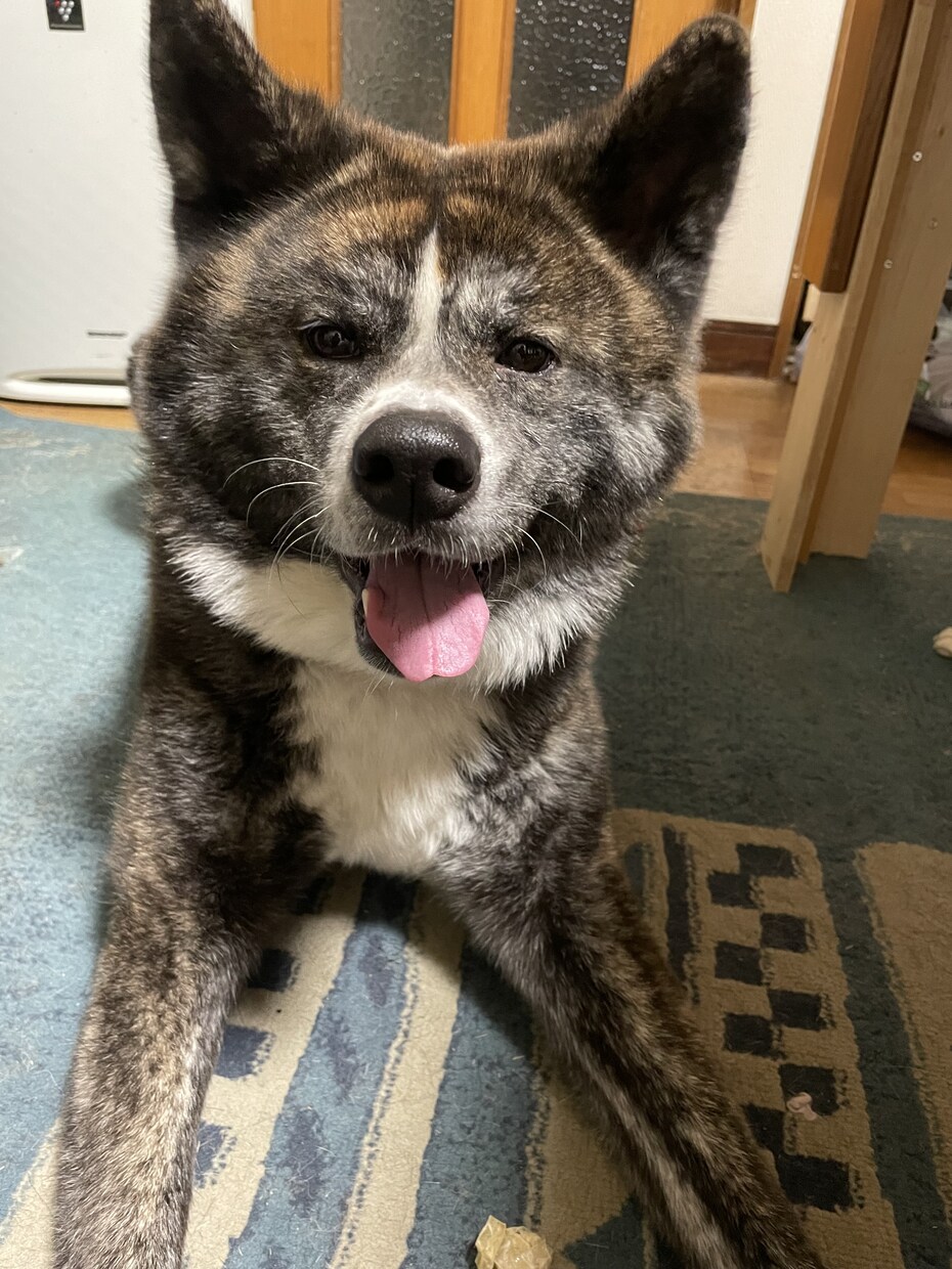 ペット介護士が、秋田犬の飼い方、相談受付ます 秋田犬は大型犬です、悩みたくさんありますよね イメージ1